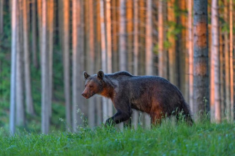 Slovakia approves cull of 350 bears after latest fatal attack