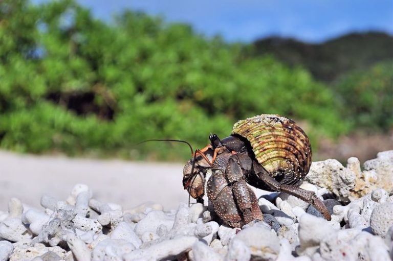 Three Chinese nationals arrested in Japan after thousands of protected hermit crabs found smuggled in suitcases
