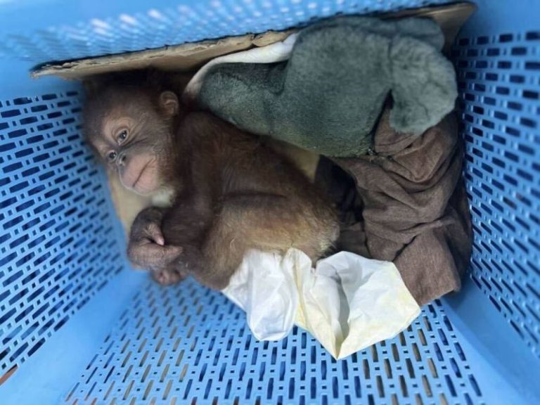 Thai man arrested for alleged smuggling of two baby orangutans