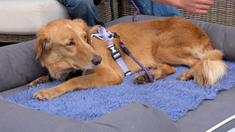 Lost dog returns home after swimming to island in 100-mile trip
