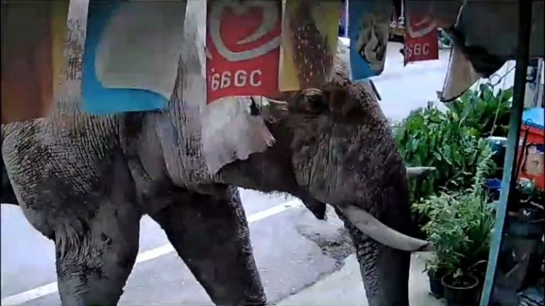 ‘I think he just wanted snacks’: Thai shopkeeper caught off guard as wild elephant visits store